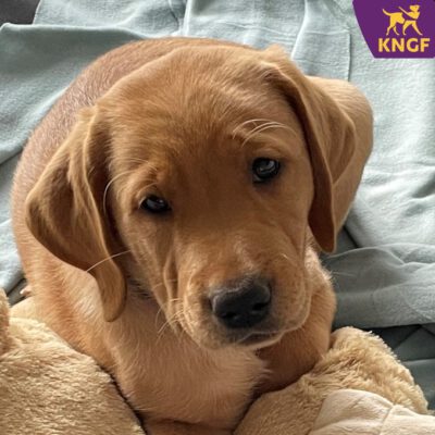 KNGF-golden retriever pup Famous-hulphond PPE Factory KNGF-golden retriever pup Famous- assistant dog of PPE Factory